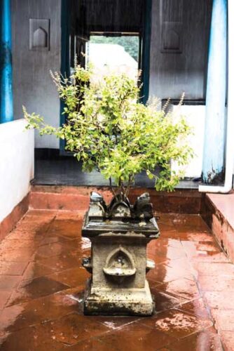 Holy Basil The Zen Herb